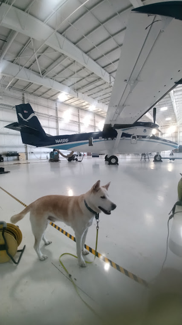 NOAA Twin Otter propeller plane in the hanger. Dog in the foreground.